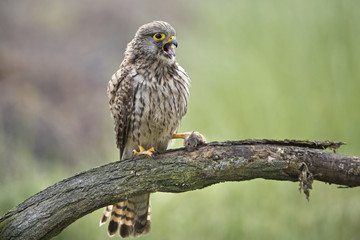 kestrel