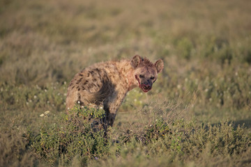 animal