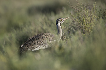 animal
