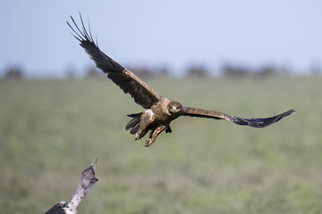 animal