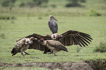 animal
