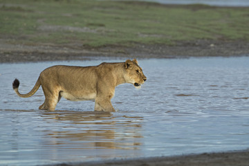 Lion