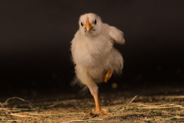 baby chicken (chick) running towards camera with black background