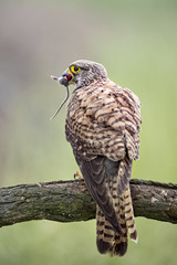 Kestrel