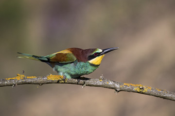 animal