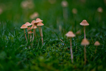 Mushrooms