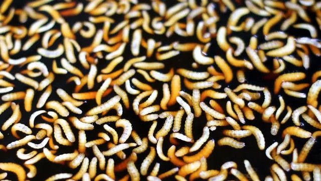 worm,Biological fermentation (EM) from fruit, for use in agriculture | Organic Farms.