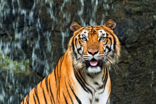 Close up of Indochinese Tiger sitting in front of waterfall and looking at camera; Panthera tigris corbetti coat is yellow to light orange with stripes ranging from dark brown to black