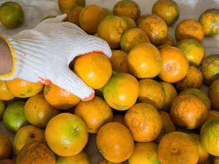 Fresh striped oranges on fruit gardener hand