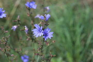 Closeup blue wild flower on a green background Cichorium intybus 