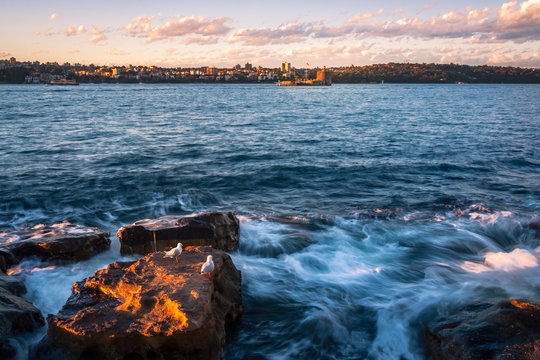 Seagulls taking shelter from the waves on the rocks in Sydney Harbour, Australia at sunset