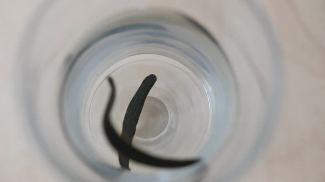 Bank with medical leeches