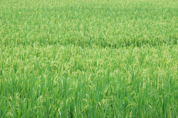 green rice field in farmland in Asia