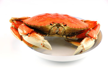 single steamed crab in the plate isolated on white background