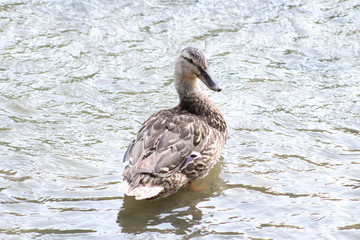 Mallard on the Humber