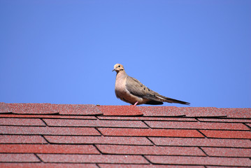turtledove standing on top of red roof