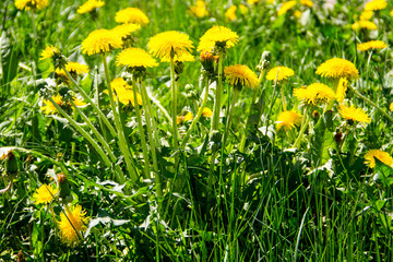 Yellow dandelions on meadow