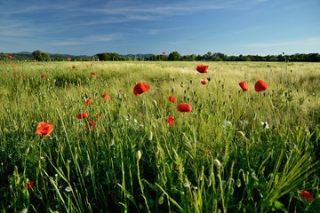 Beautiful summer poppy flowers with red petals. Blooming plants at sunset. Poppy field