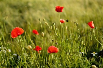 Obraz premium Beautiful summer poppy flowers with red petals. Blooming plants at sunset. Poppy field