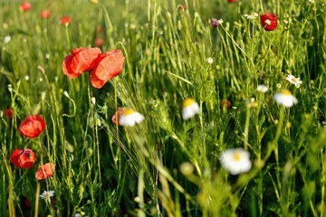 Beautiful summer poppy flowers with red petals. Blooming plants at sunset. Poppy field