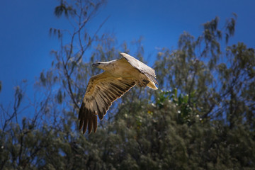 Eagles Catch