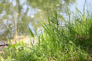 Grass growing on the edge of the shore. Dense green grass grows on the bank of the river.