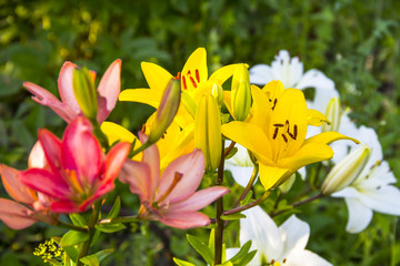 Multicolored lilies bloom in the garden
