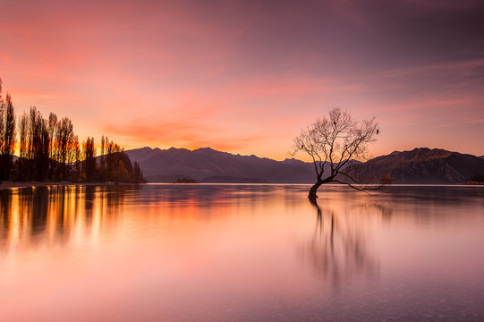 That Wanaka Tree