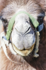 Camel on Nubra valley