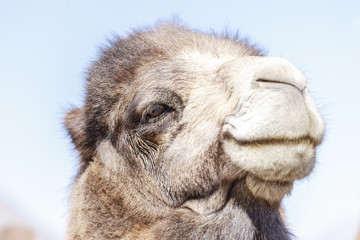 Fototapeta premium Camel on Nubra valley