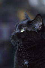 cute black cat profile
