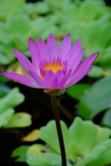 Obraz premium lotus flower