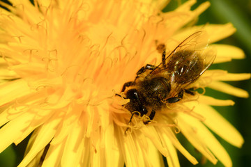 The bee collects honey in a dandelion field