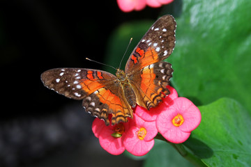 Butterfly brown peacock or scarlet peacock Female Anartia amathea feeding on Flower 