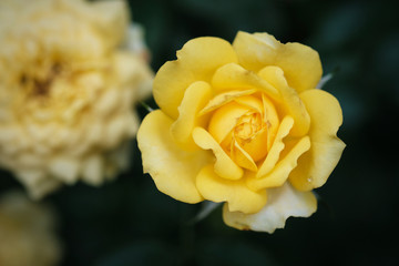close-up shot of rose in the garden - soft focus