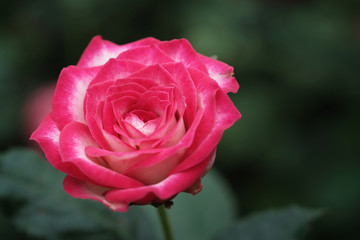 close-up shot of rose in the garden - soft focus