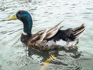 Fototapeta premium 鴨の遊泳