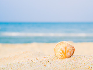 Shell on the beach with  sea backround, Concept of summer traveling
