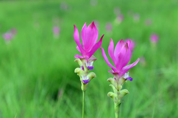 Obraz premium Siam Tulip in field.