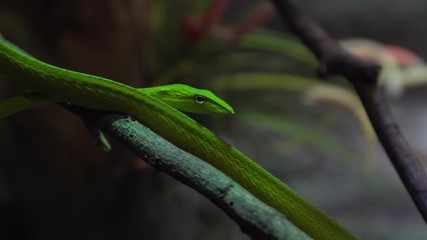 Oriental whip Snake Ahaetulla on the tree, Thailand.