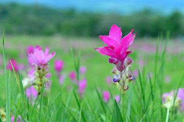 Obraz na płótnie Canvas Siam Tulip in field.