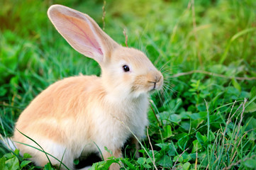 Little rabbit on green grass
