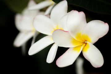 Four blossom frangipani (Plumeria) flowers are beautiful lined on the branches. Depth of Field. frangipani flowers background for spring and summer season. isolated on black background