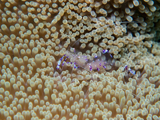 Ghost shrimp with Sea anemone