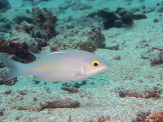 Obraz na płótnie Canvas white fish swimming at underwater