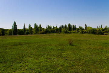 Spring landscape with green meadow and trees