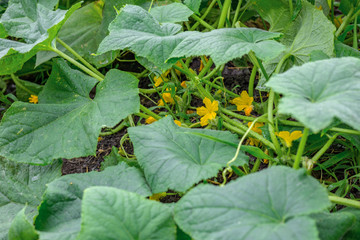 flowering fresh zucchini in the vegetable garden