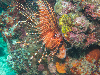 colorful Lionfish at the coral