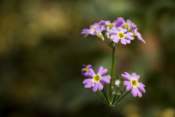 Fototapeta na wymiar Purple flowers in green, background nature scene