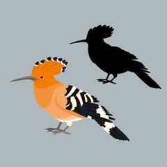 bird hoopoe vector illustration style flat silhouette set